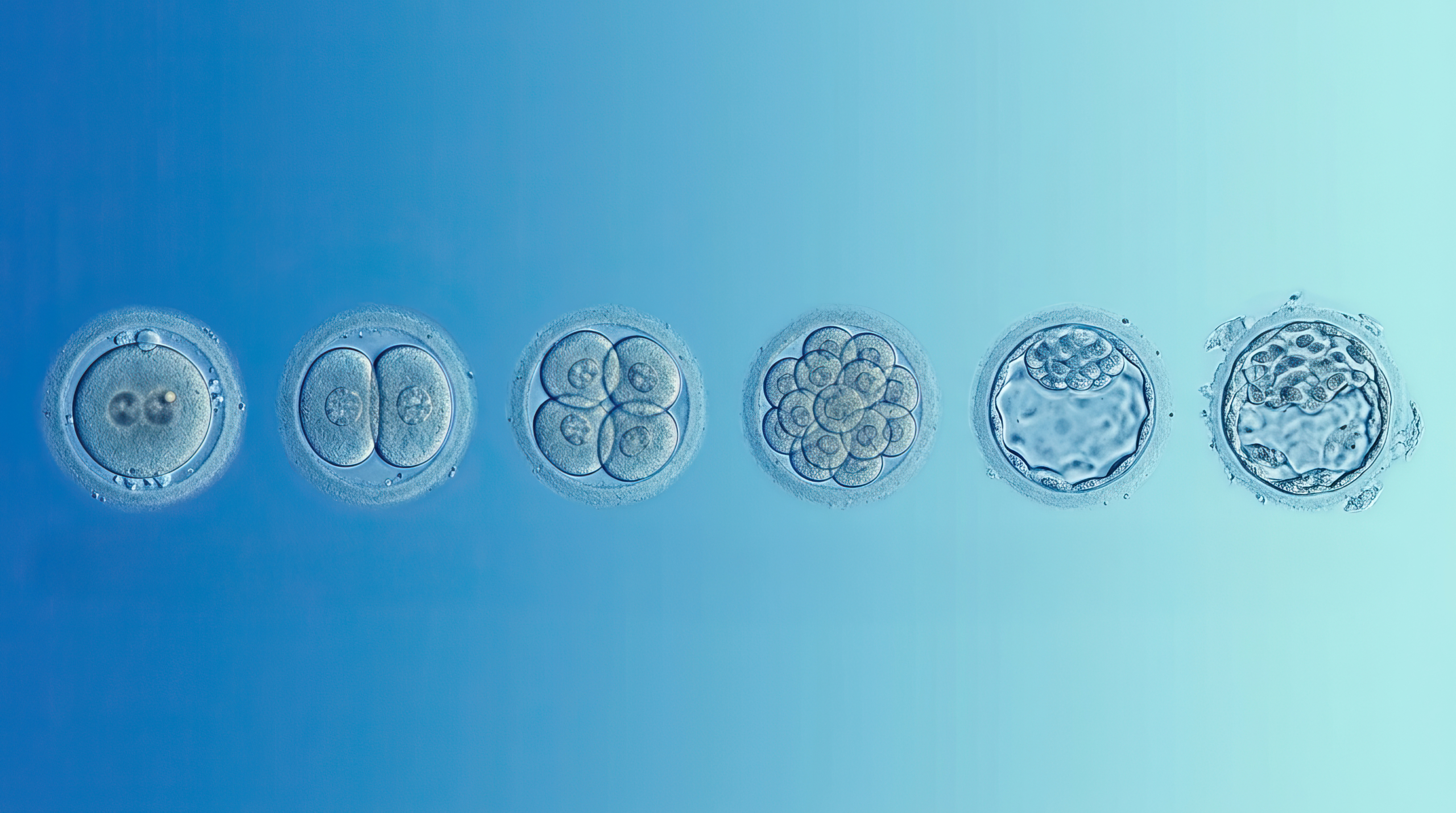 From Ovaries to the Lab — Understanding Egg Maturity in IVF 